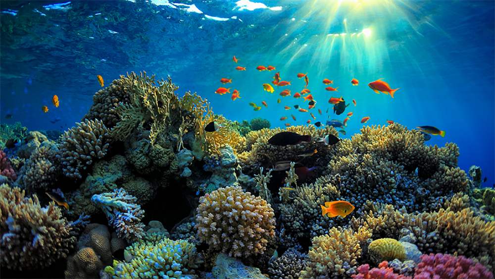 Lặn ngắm san hô tại Côn Đảo